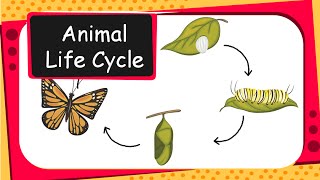 Science  Animal life cycles  English [upl. by Northington]