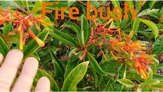 How To Grow Hamelia Patens Plant  FireBush  Plant Caring Tips  हमेलिया प्लांट के बारे में जानकारी [upl. by Minerva63]