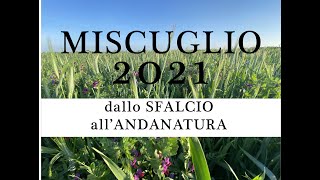 🍀🌾 MISCUGLIO  dallo Sfalcio allAndanatura HD [upl. by Eatnuahs]