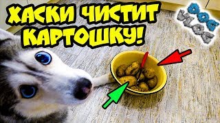 DOGVLOG ХАСКИ ЧИСТИТ КАРТОШКУ Говорящая собака [upl. by Ise]