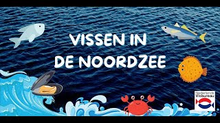 Vissen in de Noordzee [upl. by Mayda]