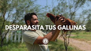 3 Formas Efectivas Para DESPARASITAR A TUS GALLINAS tips gallinasmanos de tierra [upl. by Eenattirb]