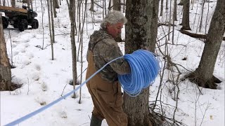 Making Maple Syrup  Running the 316 Line for Gravity Vacuum System [upl. by Nnilsia]