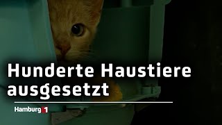 Tierschutzverein mahnt Viele Haustiere werden zum Ferienbeginn ausgesetzt [upl. by Nessim]