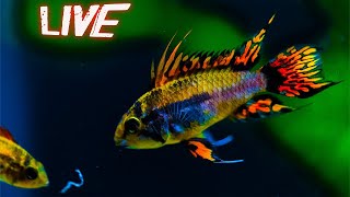 Steenfott Aquatics Live 🐟🐟 Fish amp Aquariums [upl. by Egroeg456]