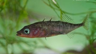 3 spined stickleback Gasterosteus aculeatus Underwater UK [upl. by Airb]