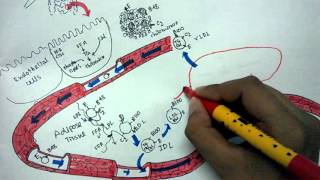 Lipid metabolism and Lipoprotein transport [upl. by Liuqa361]