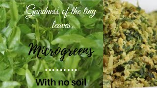 Microgreens  How to grow microgreens  Microgreens in malayalam Microgreens thoran [upl. by Shena659]