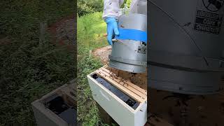 Dumping a Swarm of Honeybees from Bee Vacuum to Beehive shorts [upl. by Lasser]