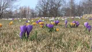 Crocuses on Evening Island [upl. by Benil238]