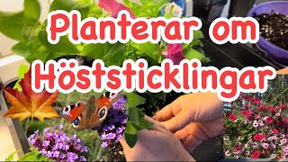 Trädgård planterar om höststicklingar av petunia och jätteverbena [upl. by Hebe]