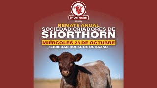 20241023 SHORTHORN URUGUAY [upl. by Kenzie]