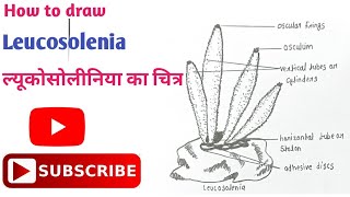 How to draw Leucosolenia Diagram  ल्यूकोसोलीनिया का चित्र  Phylum Porifera  leucosolenia easy [upl. by Lleksah687]