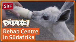 Tiere füttern im Rehab Centre Südafrika  Pätagei in Südafrika  SRF Kids – Kindervideos für Kinder [upl. by Etnoj179]