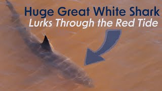 HUGE 16FT GREAT WHITE SHARK LURKS THROUGH RED TIDE [upl. by Elleved]