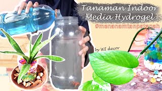 Tanaman Hias Indoor dengan Media Tanam Hydrogel [upl. by Stacee]