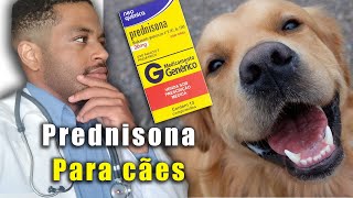 PREDNISONA para cachorro Dose indicações e colaterais [upl. by Hesper807]