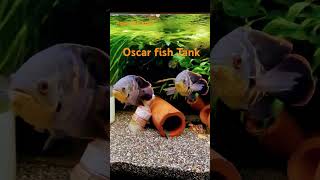 Oscar Fish Tank  oscar oscarfish aquarium cichlid shortsfeed shortsviral shortsviral [upl. by Dodd]