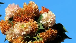 Dombeya Flowering Season EndsDrying Brown Flower Clusters [upl. by Araz]