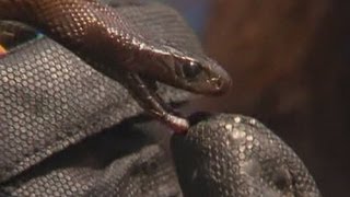 Australian teenager survives worlds most venomous snake bite [upl. by Oterol570]