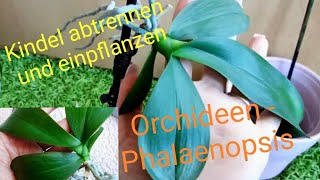 Kindel von Phalaenopsis Mutterpflanze abtrennen abschneiden umtopfen  Orchideen Stielkindel Keiki [upl. by Lexa]