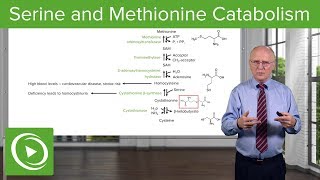 Serine Family and Methionine Catabolism – Biochemistry  Lecturio [upl. by Flita]