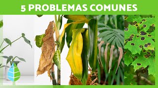 PLANTAS ENFERMAS y Cómo CURARLAS 🍂✅ 5 Problemas Comunes y sus Soluciones [upl. by Drofnelg370]