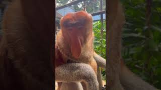 Nasalis Larvatus  Meet the Hilarious Nasal Call of the Proboscis Monkey cutepets [upl. by Vacuva]