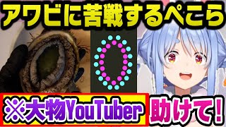 アワビに苦戦し登録者960万人超えYouTuberに助けを求めるぺこらｗ【ホロライブ切り抜き兎田ぺこら】 [upl. by Mays]