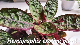 Hemigraphis exotica plant  Purple Waffle Plant Care  Malayalam [upl. by Holly-Anne]