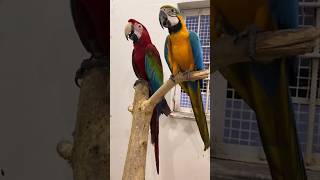 Talking Macaw talkingmacaw macaw parrot parrotlover ytshorts shorts mrsohailpets [upl. by Ankeny948]