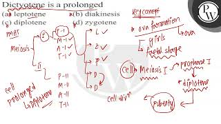 Dictyotene is a prolonged a leptotene b diakinesis c diplotene [upl. by Eirlav454]