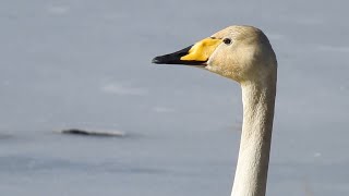 Singschwan Gesang Sångsvan läte Whooper Swan Call Laulujoutsen ääni [upl. by Nosylla]