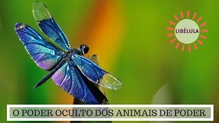 Significado da Libélula  O Poder Oculto do Animal de Poder [upl. by Nyrek]