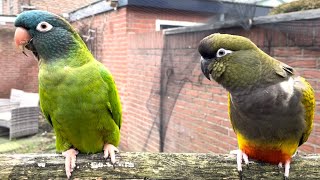 Blue Crown amp Patagonian Conure 🦜 [upl. by Schapira791]