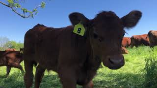 One of our cowcalf herds moving to fresh spring grass Most of these moms havent calved yet [upl. by Lala]