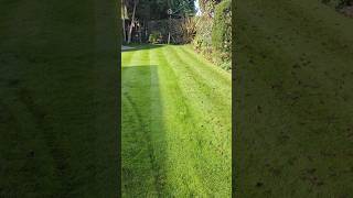 Scarifying and aerating THIS lawn to keep it LUSH [upl. by Dranik]