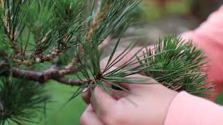 Japanese Black Pine Bonsai Decandle and Shoot Selection 1 Full year process [upl. by Attenad82]