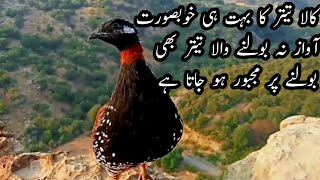 Kala teetar awaazTeetar ki awaz black teetar calling partridge voice [upl. by Worthy]