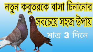 কবুতরকে বাসা চিনানোর সহজ উপায়  How to recognize the Pigeon home [upl. by Seeto]