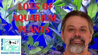 AQUARIUM PLANTS UNBOXING  BFR [upl. by Ecidnak450]