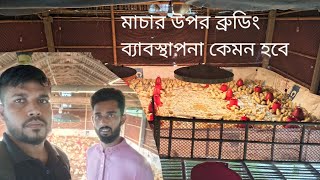 এই শীতে মাচার ব্রুডিং কেমন হবে জানতে হলে অবশ্যই ভিডিও টি দেখার অনুরোধ রইলো। [upl. by Waylan746]