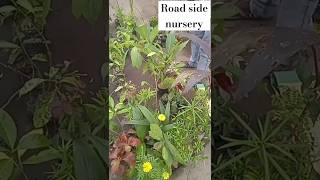 Nursery to Road side h but priceVaaniPlants GardenVilla254 [upl. by Bacon]