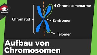 Aufbau von Chromosomen einfach erklärt  Form Chromatin Spiralisierung der DNA  Zusammenfassung [upl. by Abad]