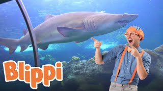 Blippi Visits an Aquarium The Florida Aquarium  1 HOUR OF BLIPPI  Educational Videos For Kids [upl. by Nivloc]