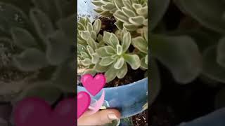 Echeveria setosa like suculentas [upl. by Nioe]