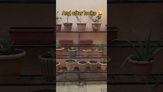 💯🔥Essential 🤯Garden Tasks Before amp After Repot Plants Boost Plant Health with These Tipsshortsfeed [upl. by Gronseth]