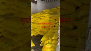 agriculture ureafertilizer punjab shots viralvideo shortages fertilizer farming urea [upl. by Kevina90]