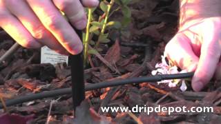 How to Easily Setup a Drip Irrigation Spray Jet Assembly [upl. by Wisnicki]