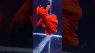 Veiltail Red Betta ♥️ shortsvideo shortvideo [upl. by Tedmann]